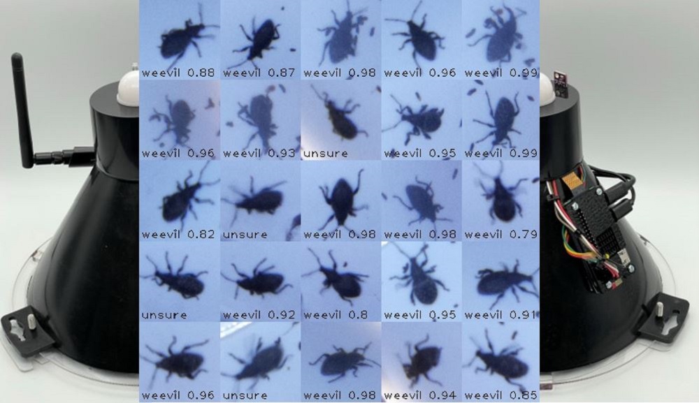 Vine weevils caught in a trap modified with ‘smart’ features